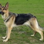 Short Haired German Shepherds - Image by glamorousdogs