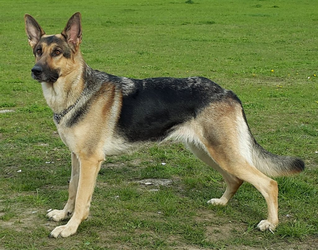 Short Haired German Shepherds - Image by glamorousdogs