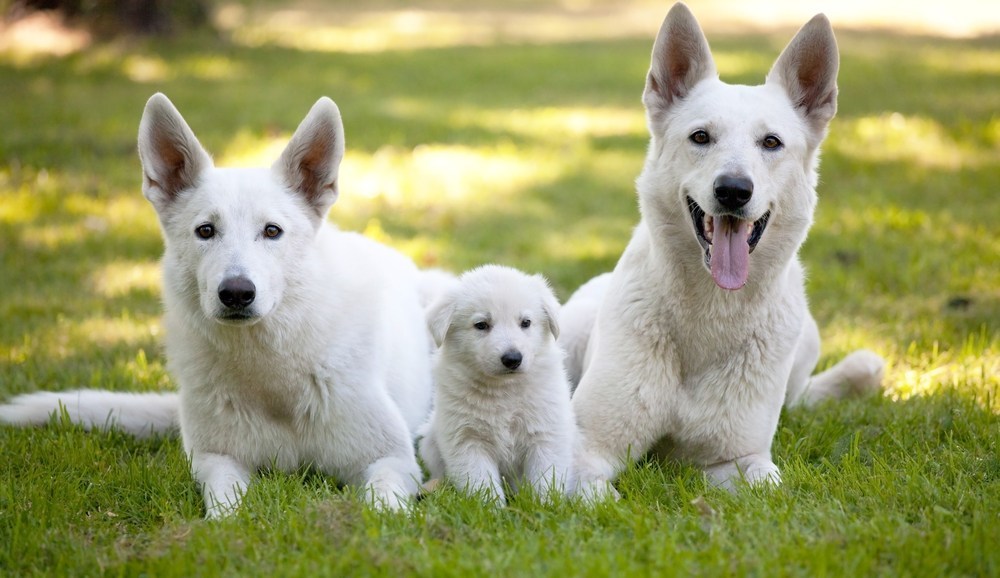 White German Shepherds - Image By puppytoob