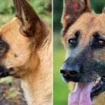 Belgian Malinois Vs German Shepherd - Image By Rover