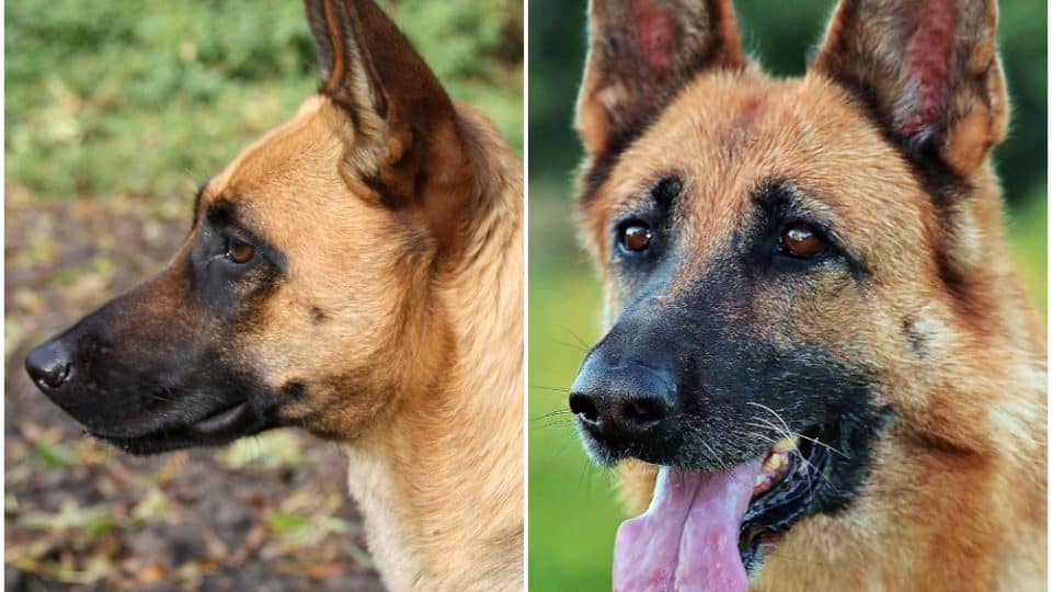 Belgian Malinois Vs German Shepherd - Image By Rover