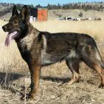 DDR German Shepherds - Image By shepped