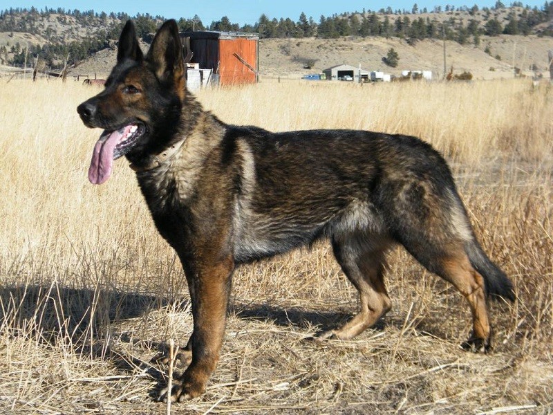 DDR German Shepherds - Image By shepped
