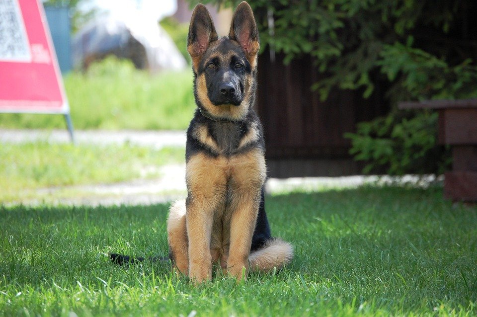 German Shepherd Puppy Teething - Image By doghint