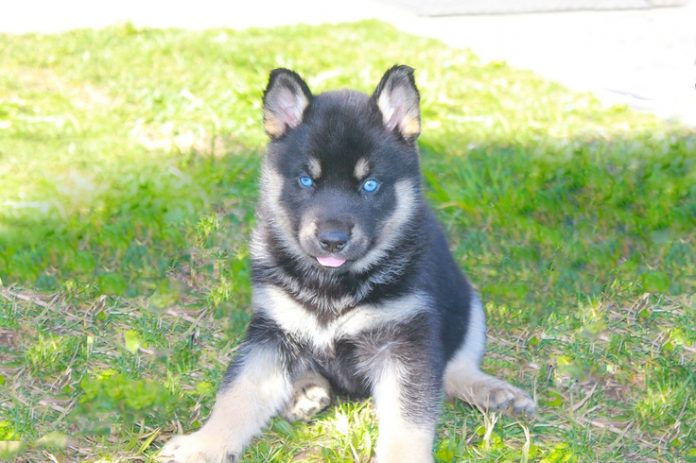 German Shepherd With Blue Eyes - Image By petsfunnies