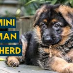 Miniature German Shepherds