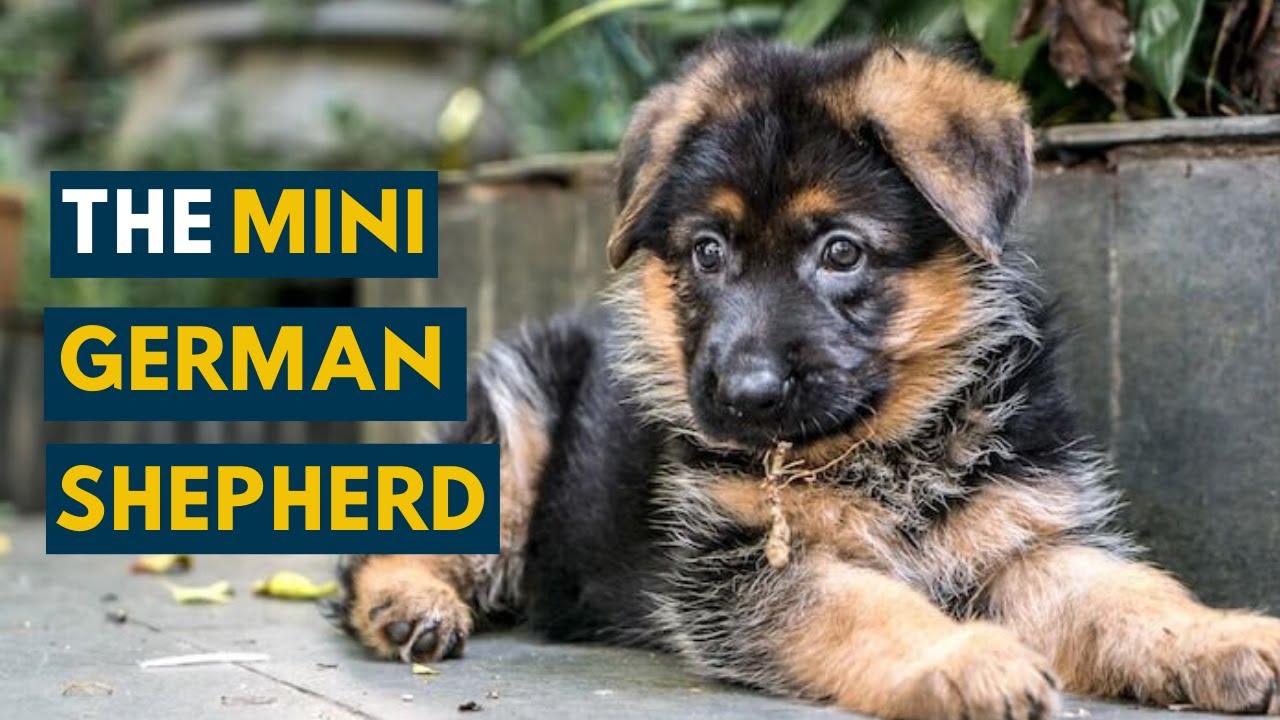 Miniature German Shepherds