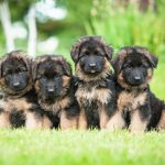 GSD Puppies For Adoption - Image By germanshepherddoghq