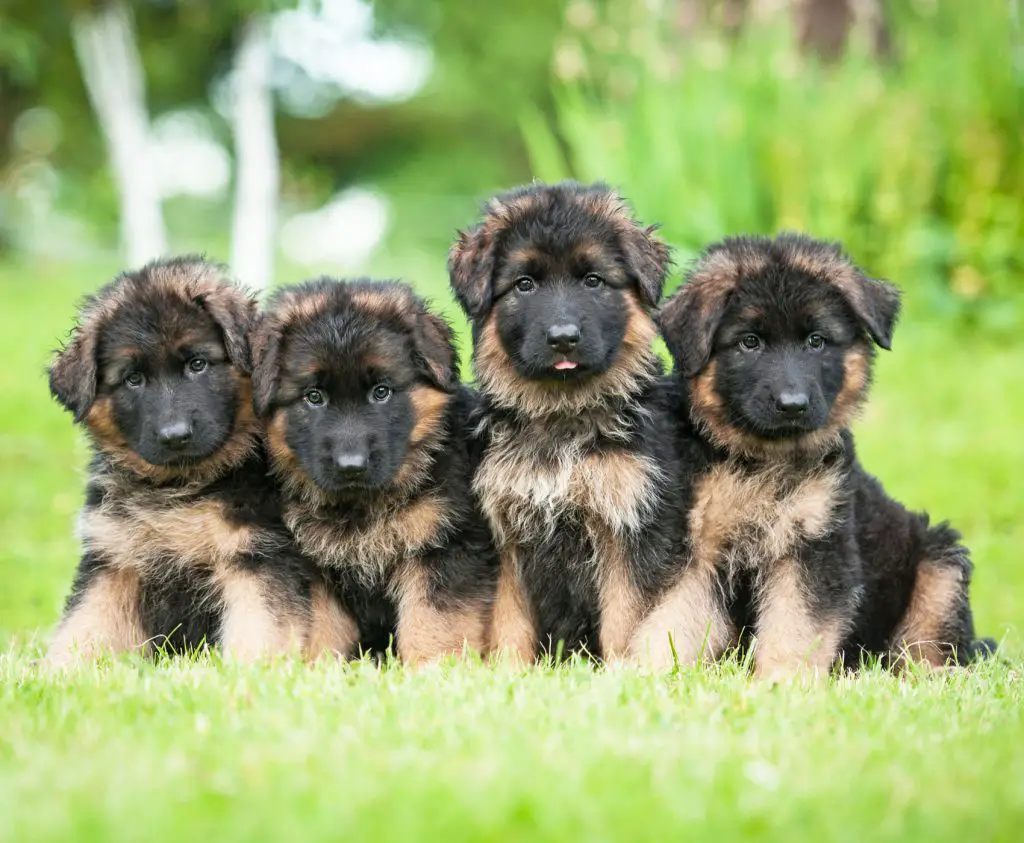 GSD Puppies For Adoption - Image By germanshepherddoghq