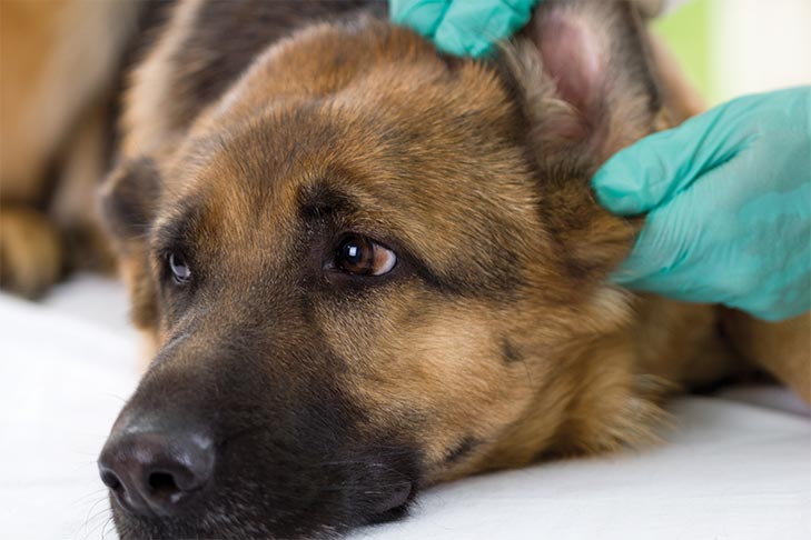 German Shepherd Ear Infection 2021 - Image By AKC