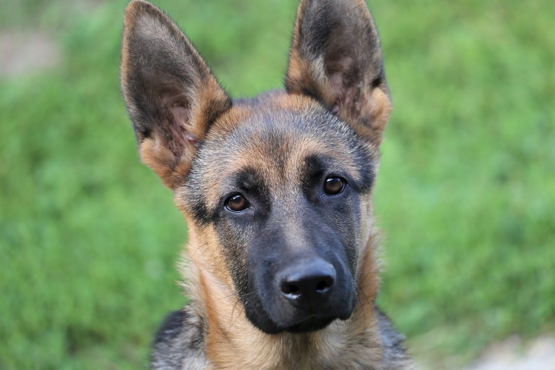 German Shepherd Ear Infection - Image By lovemygermanshepherd