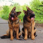 German Shepherd Head Tilt 2021 - Image by Quora