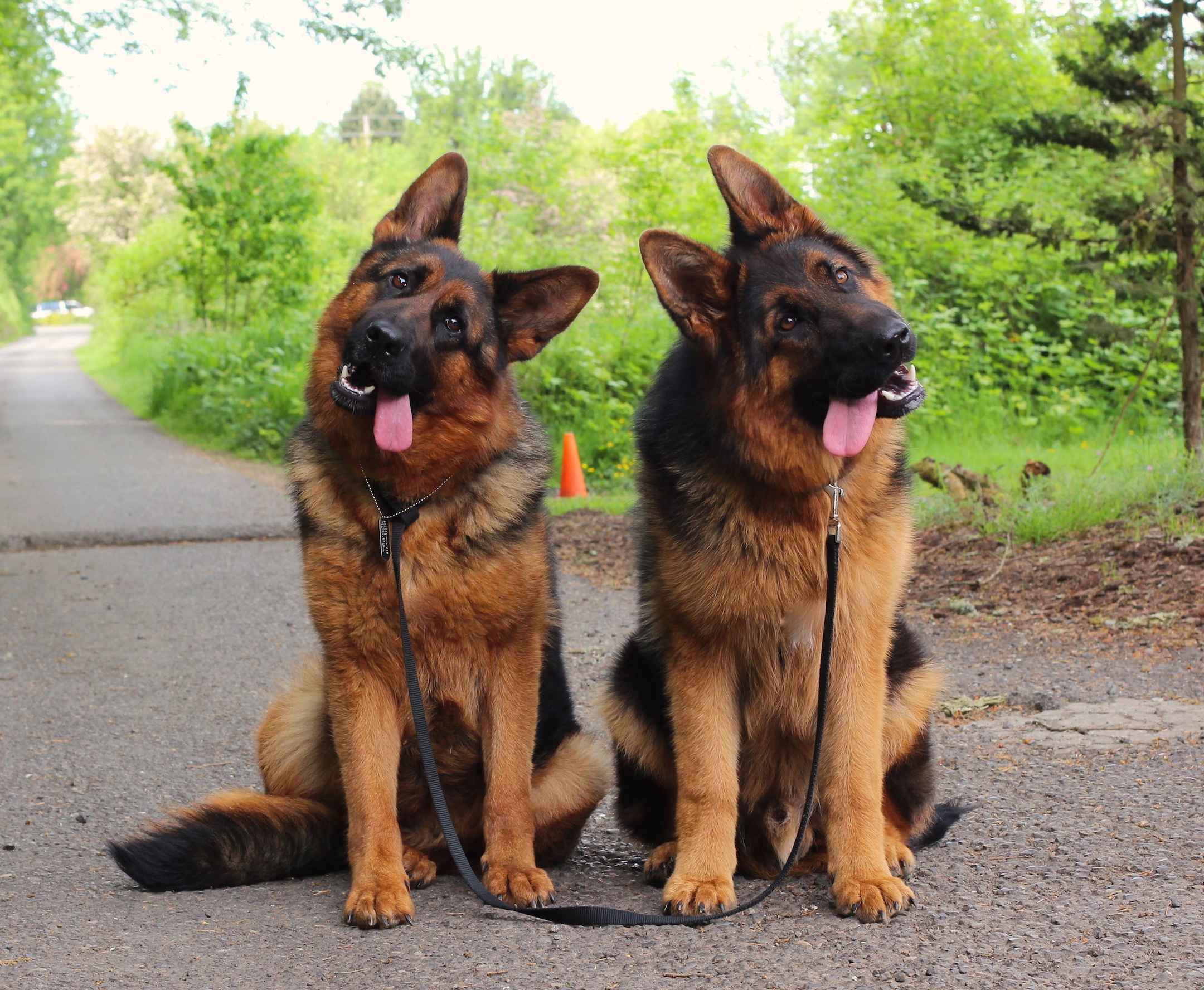 German Shepherd Head Tilt 2021 - Image by Quora