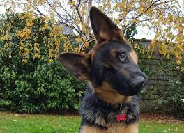 German Shepherd Head Tilt - Image By pinterest