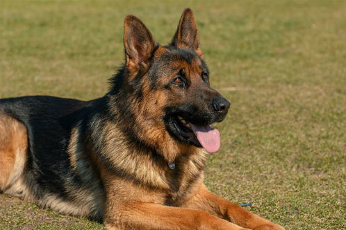 German Shepherd Health Issues 2021 - Image By Allshepherd