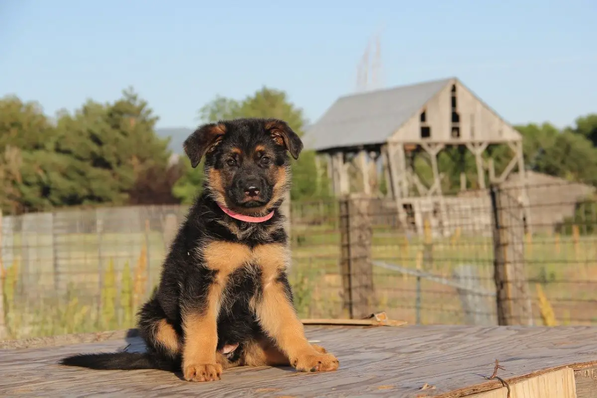German Shepherd Puppies For Adoption 2020 - Image By pethelpful
