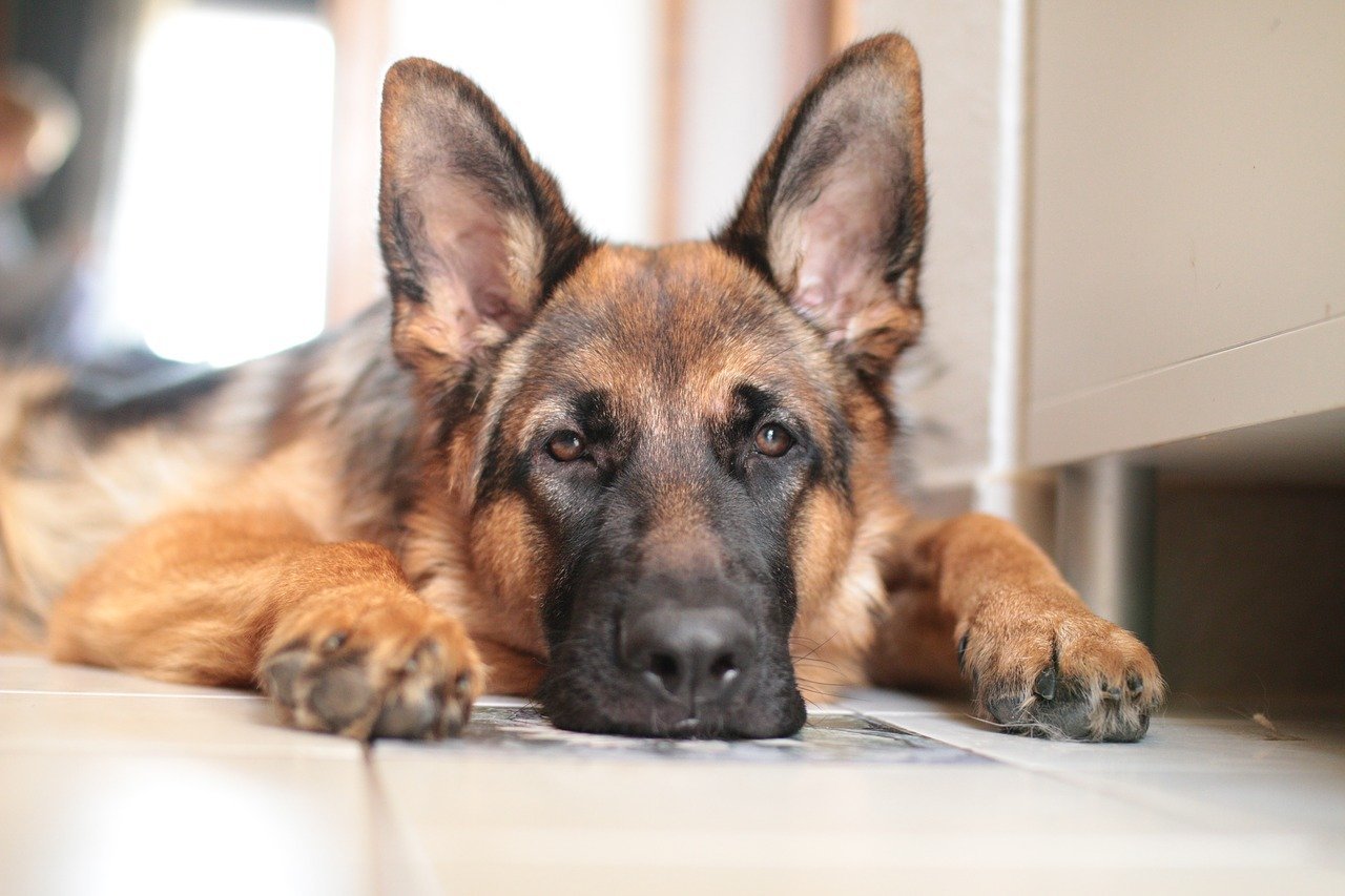 German Shepherd Separation Anxiety - Image By germanshepherddoghq