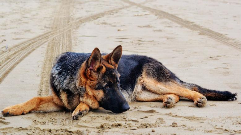 German Shepherd separation anxiety 2020 - Image By furbo