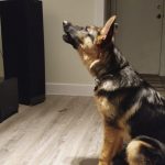 German Shepherds Howling