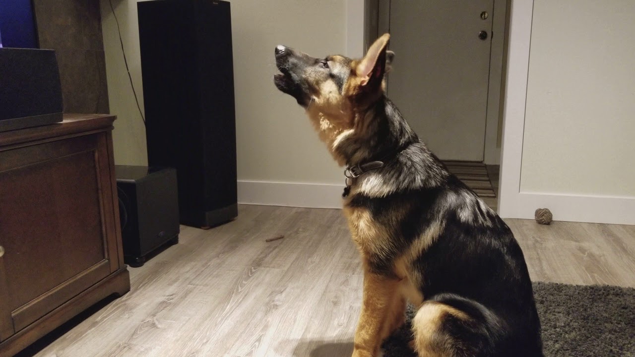 German Shepherds Howling