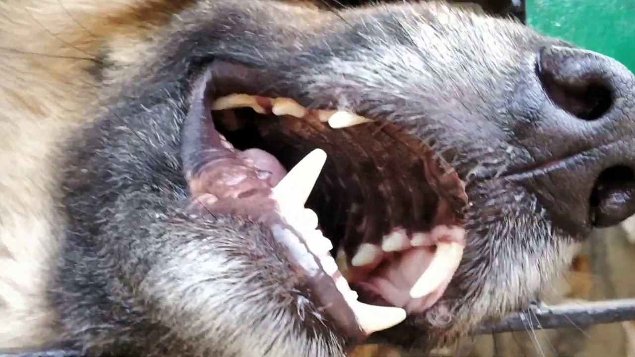 German Shepherd's Mouth