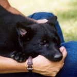How to Stop a German Shepherd Puppy from Biting - Image By Allshepherd