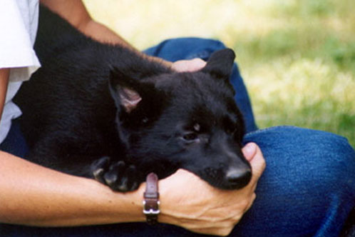 How to Stop a German Shepherd Puppy from Biting - Image By Allshepherd