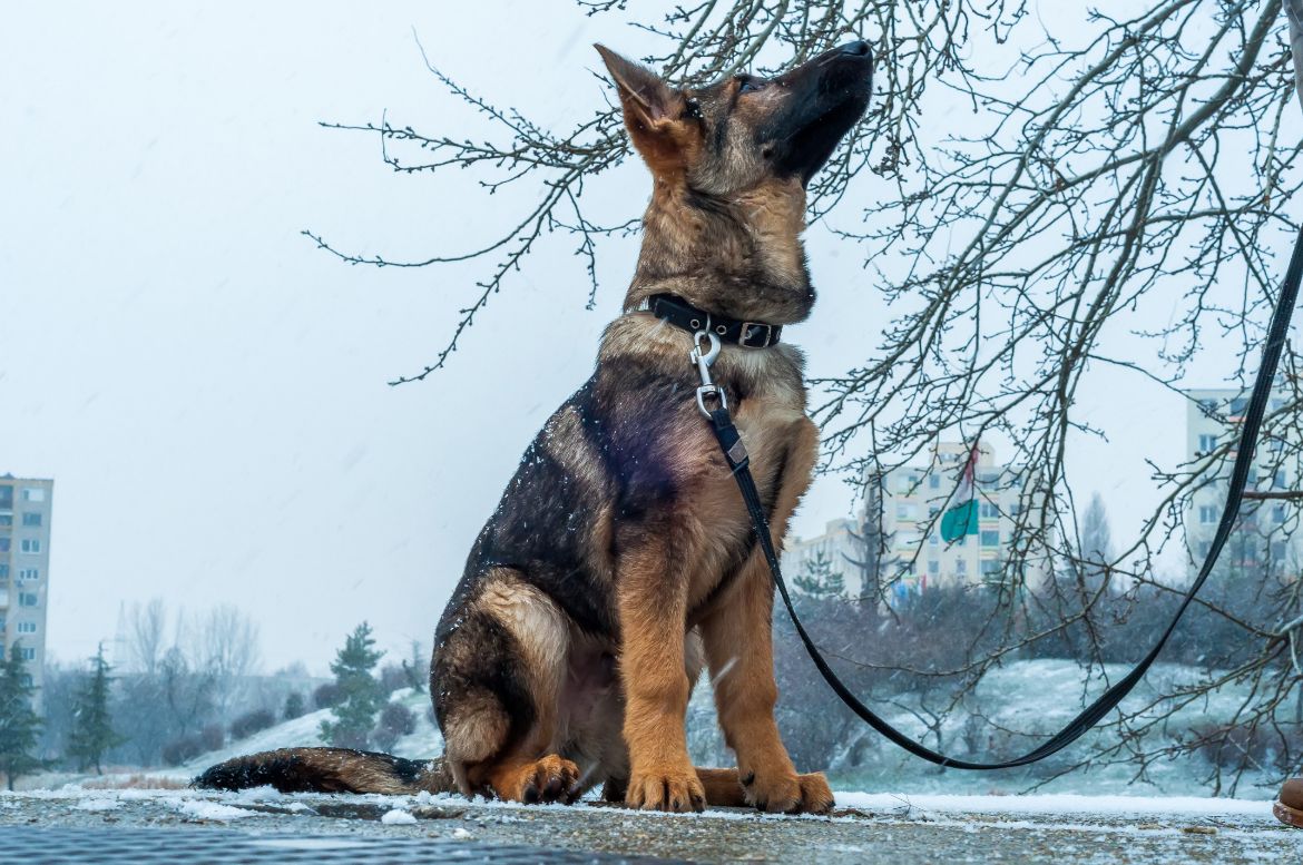 Why Do German Shepherds Howl 2021 - Image By germanshepherdsowner