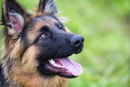 german shepherd Mouth and teeth - Image By allshepherd 