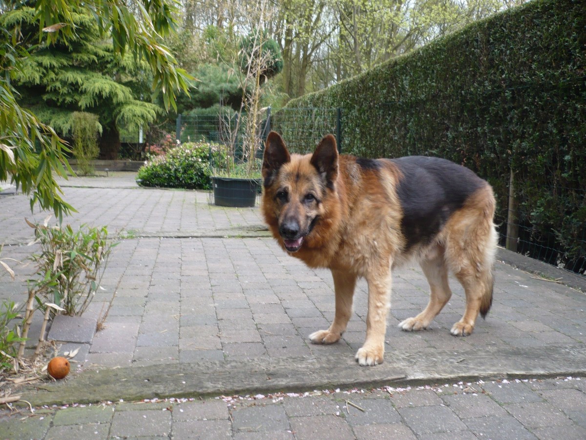 treating German Shepherd Health Issues - Image By pethelpful