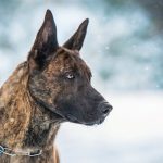 Brindle Colored German Shepherds - Image By loveyourdog