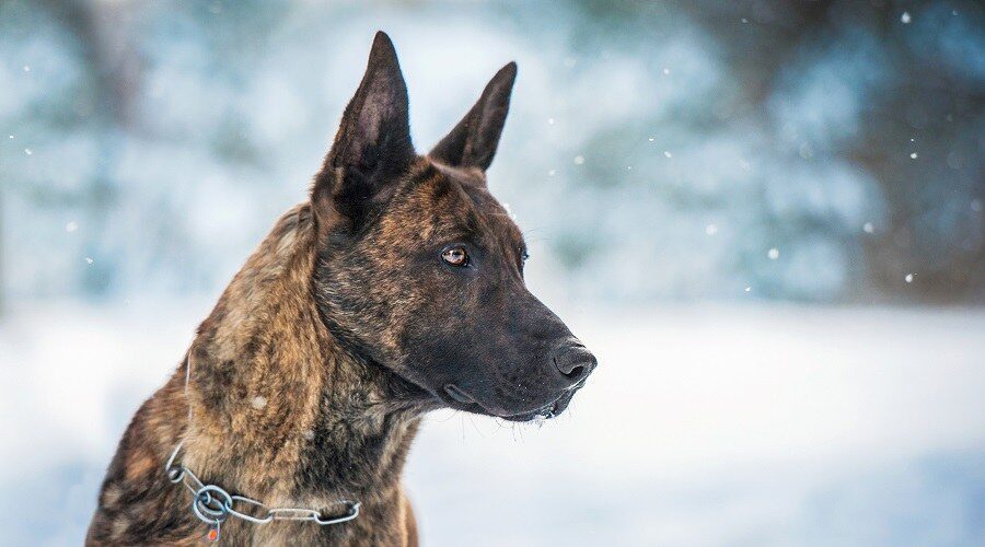 Brindle Colored German Shepherds - Image By loveyourdog