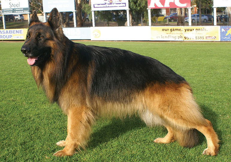 German Shepherd Dog Coat Types - Image By dogsnsw
