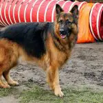 German Shepherd Service Dogs