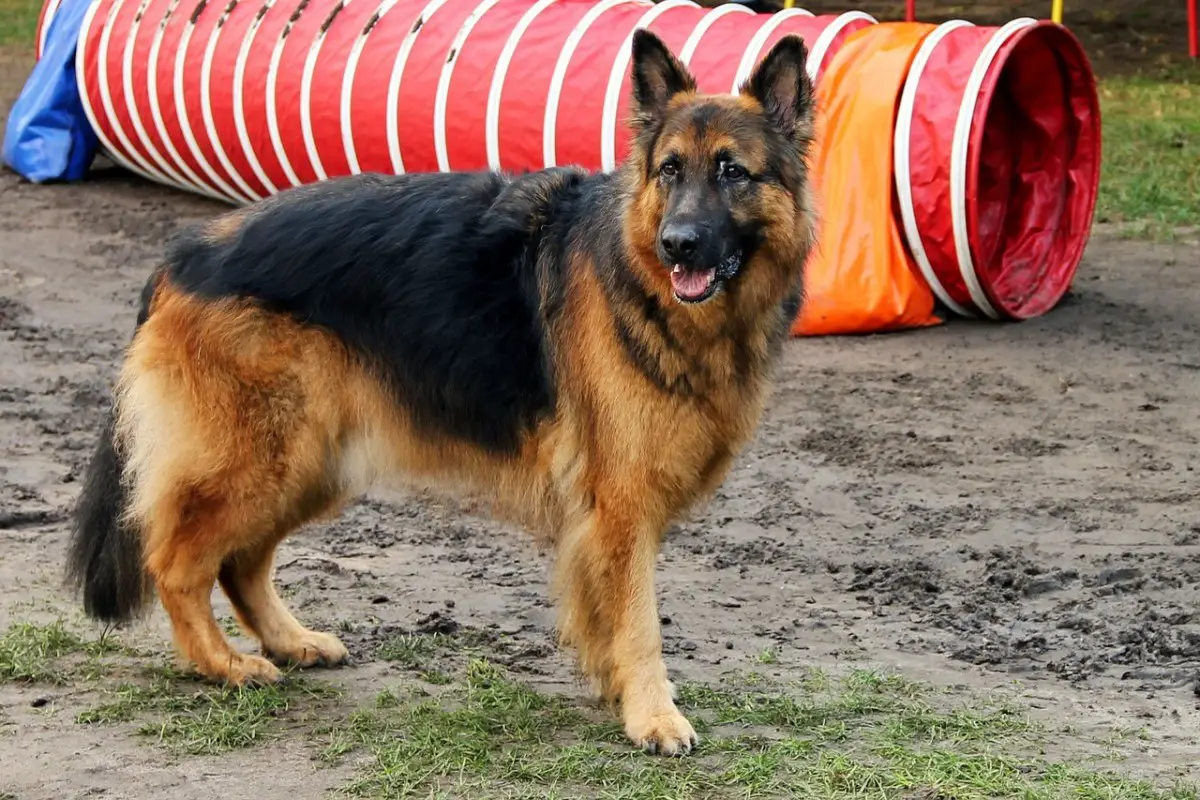 German Shepherd Service Dogs