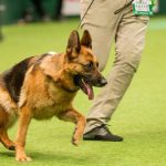 German Shepherd Sloping Back - Image By telegraph