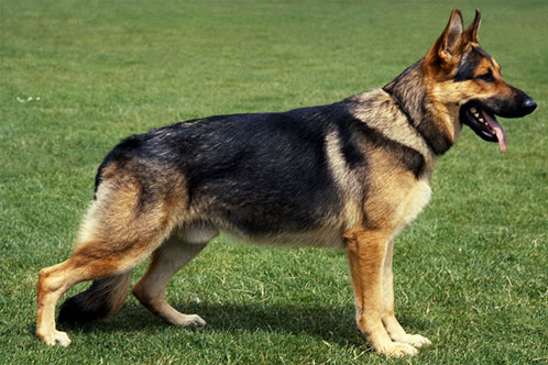 German Shepherd Sloping Back Vs Straight Back 2021 - Image By allshepherd