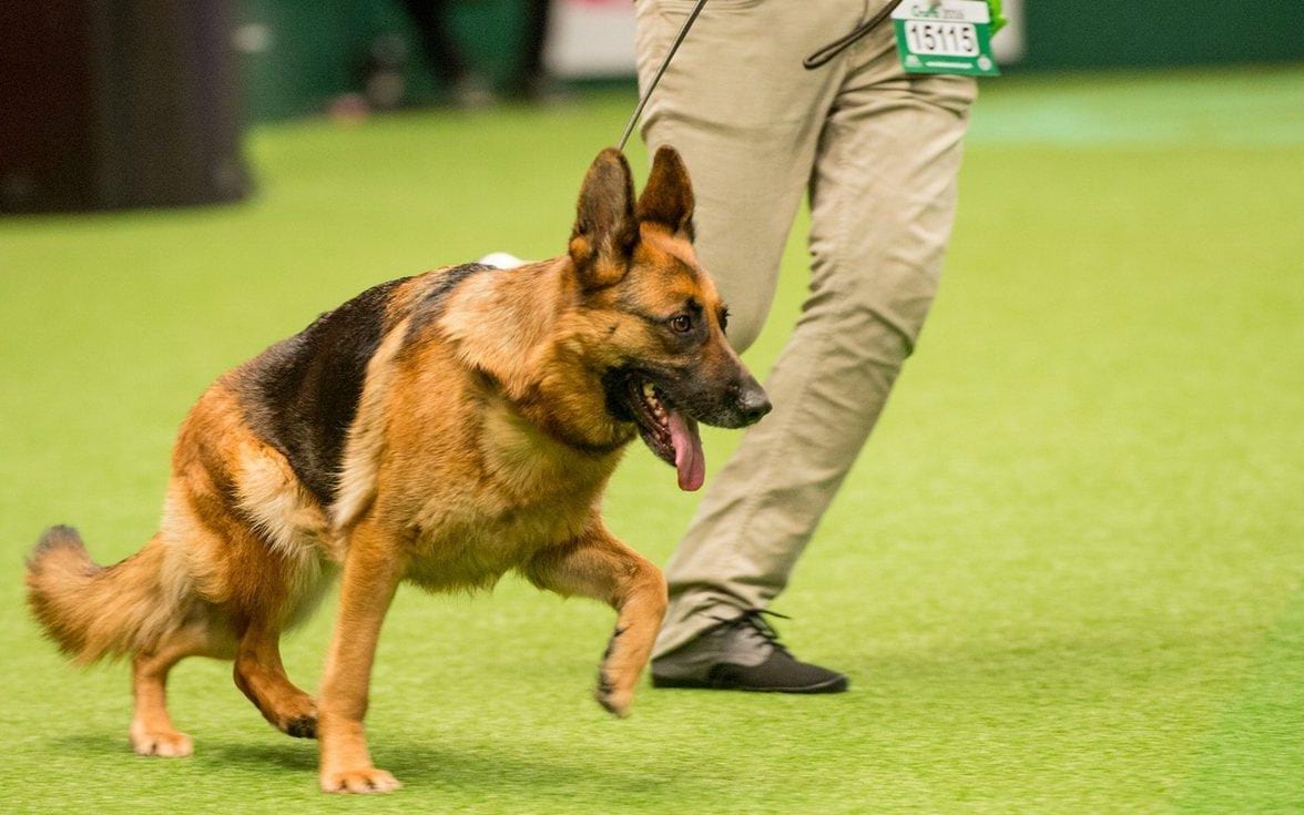 German Shepherd Sloping Back - Image By telegraph