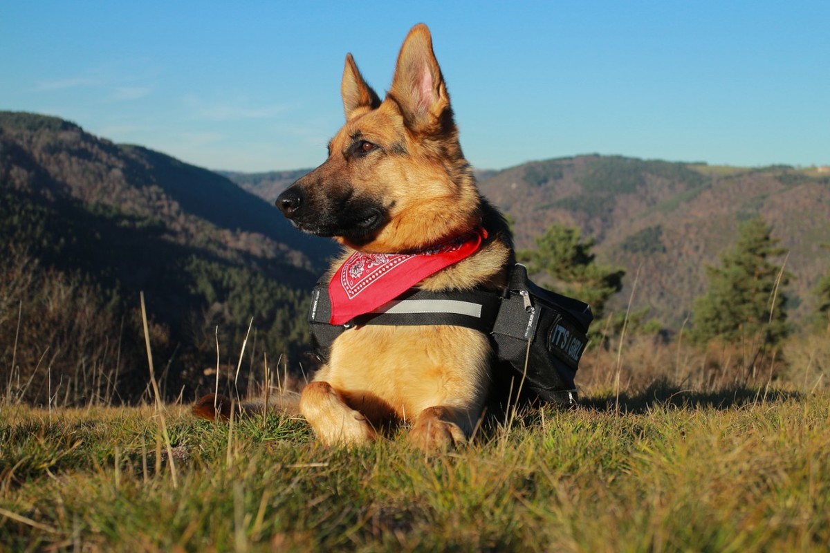 German Shepherd as Service Dogs - Image By Pethelpful