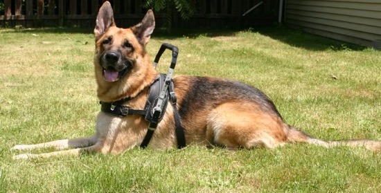 How to Train German Shepherd Service Dogs - Image By 