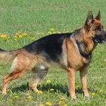 The Evolution Of The Best Type Of German Shepherd