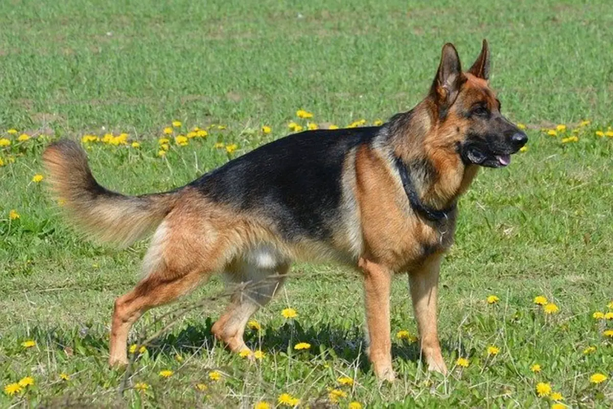 The Evolution Of The Best Type Of German Shepherd
