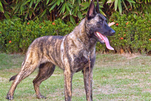 What Are Brindle Colored German Shepherds - Image By Allshepherd