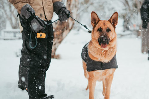 german shepherd service dog