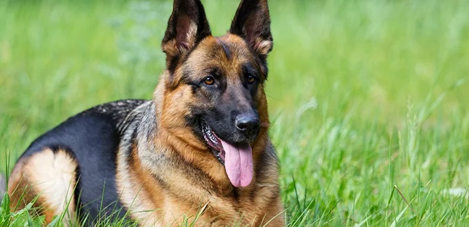 Basic German Shepherd Temperament - Image By mypetneedsthat