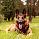 Degenerative Myelopathy In German Shepherd Dogs - Image By pets4homes