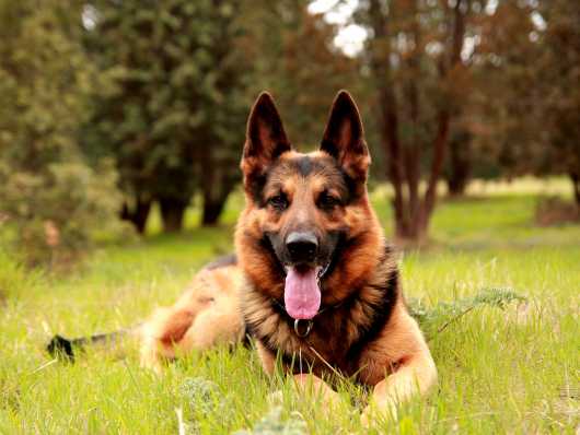 Degenerative Myelopathy In German Shepherd Dogs - Image By pets4homes