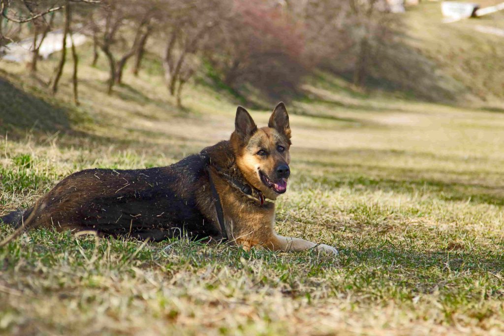 Different types of German Shepherd allergies