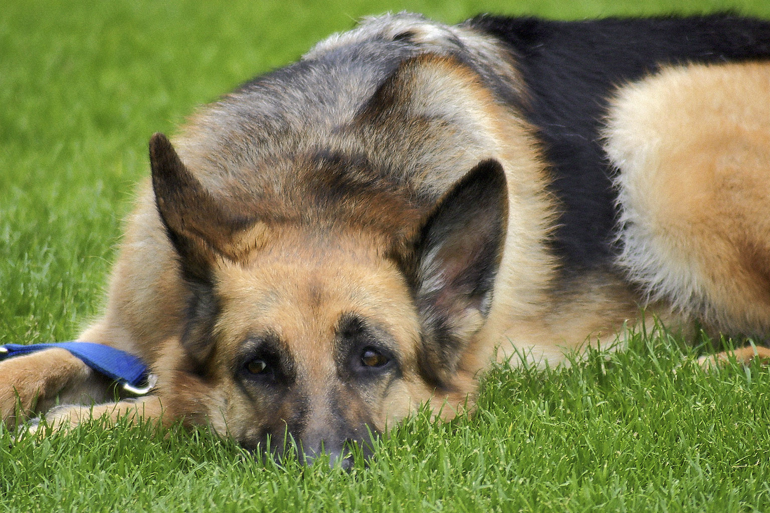 German Shepherd Allergies - Image By townecenteranimalhospital