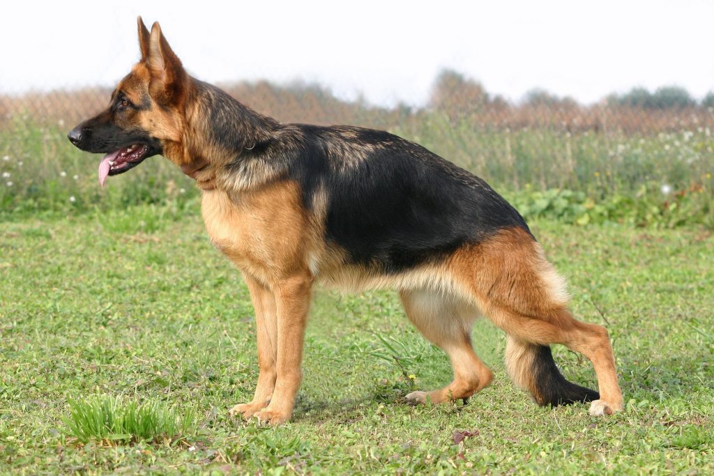 Why Does My German Shepherd Have Diarrhea